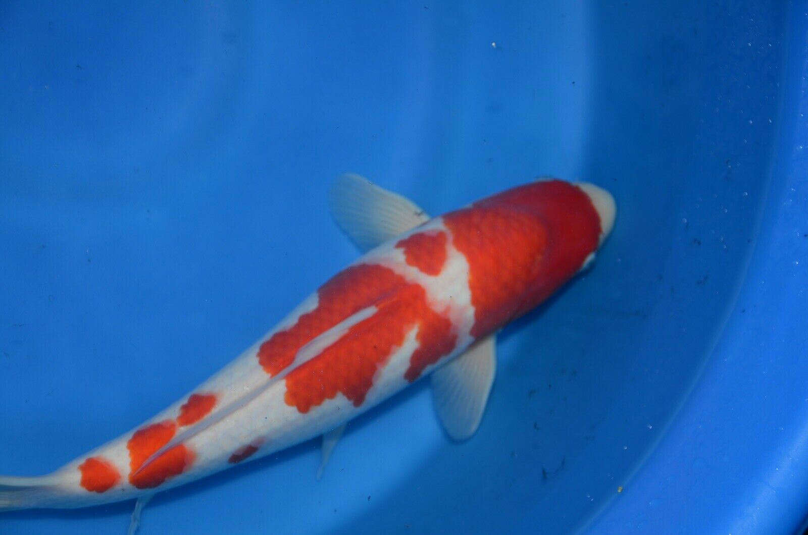 High quality koi fish hotsell