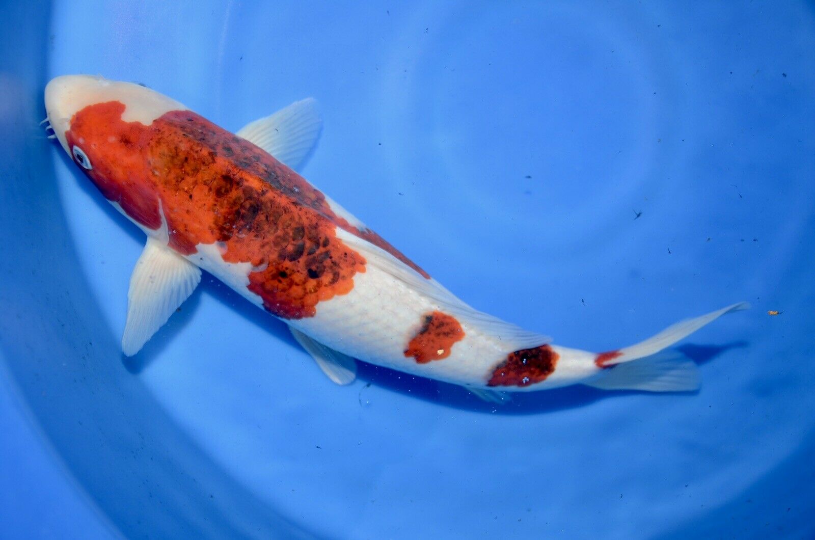 Goromo Koi